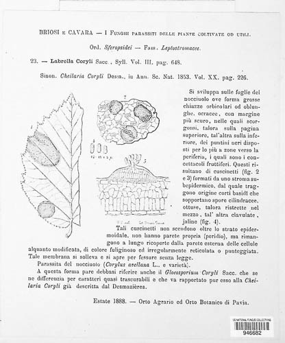 Piggotia coryli image